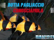 Botia Pagliaccio: La Guida per Principianti (Botia macracanthus) Il botia pagliaccio