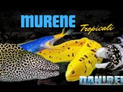 Guida alla scelta delle murene da allevare in acquario marino murena
