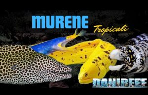 Guida alla scelta delle murene da allevare in acquario marino murena