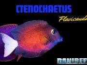 Ctenochaetus flavicauda: Una Nuova Tendenza? ctenochaetus flavicauda nuova tendenza