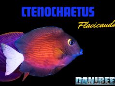 Ctenochaetus flavicauda: Una Nuova Tendenza? ctenochaetus flavicauda nuova tendenza