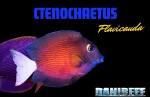 Ctenochaetus flavicauda: Una Nuova Tendenza? ctenochaetus flavicauda nuova tendenza