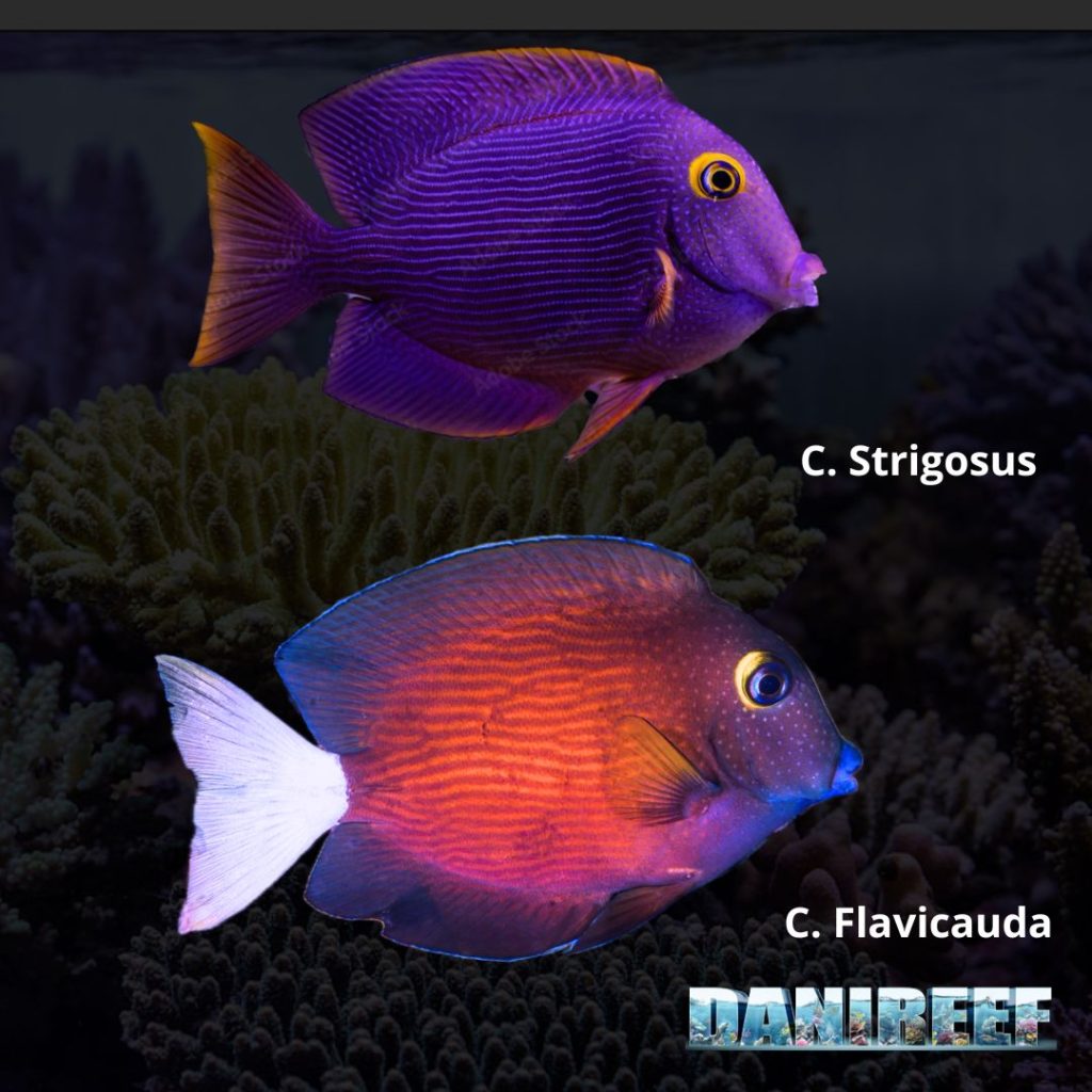 ctenochaetus flavicauda e ctenochaetus strigosus