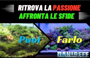 Ritrova la passione in acquario: affronta le sfide senza abbatterti Sfide in acquario