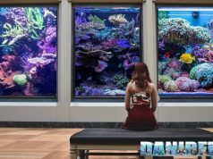 Ispirazione in acquario