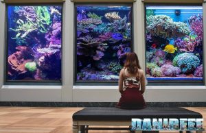 Ritrovare l’Ispirazione in acquario Ispirazione in acquario