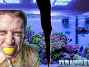 Acquariologia senza stress: guida pratica per godersi l’acquario acquariologia