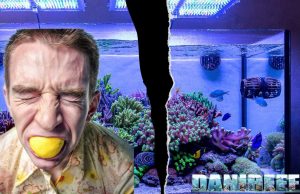 Acquariologia senza stress: guida pratica per godersi l’acquario acquariologia
