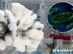 Microbioma scheletrico del corallo