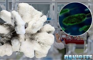 Il Microbioma Scheletrico del Corallo: Un Ecosistema Intricato Microbioma scheletrico del corallo