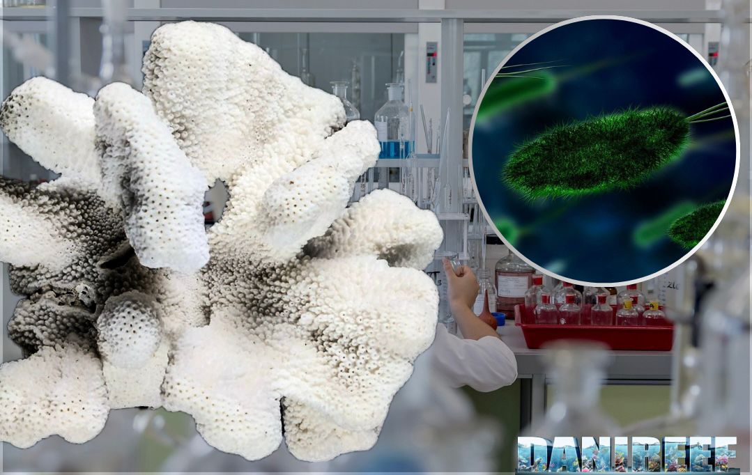 Microbioma scheletrico del corallo