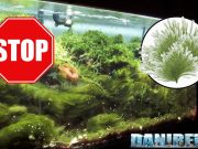 Alghe Invasive: Bryopsis e Derbesia in Acquari ed il fluconazolo Alghe Bryopsis e Derbesia