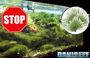 Alghe Invasive: Bryopsis e Derbesia in Acquari ed il fluconazolo Alghe Bryopsis e Derbesia