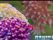 Goniopora: il corallo con i polipi simili ai fiori Goniopora