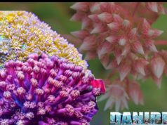 Goniopora: il corallo con i polipi simili ai fiori Goniopora