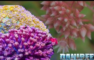 Goniopora: il corallo con i polipi simili ai fiori Goniopora