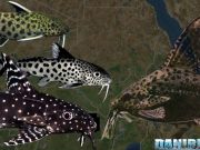 Synodontis: I Pesci Gatto per i Neofiti? Synodontis