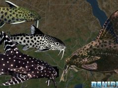 Synodontis: I Pesci Gatto per i Neofiti? Synodontis