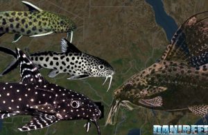 Synodontis: I Pesci Gatto per i Neofiti? Synodontis