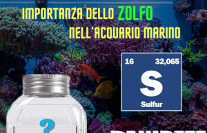 Lo Zolfo: un elemento essenziale negli acquari marini di barriera Lo zolfo