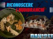 Nudibranchi Dendronotus: un pericolo costante per i nostri coralli! alternative nudibranchi