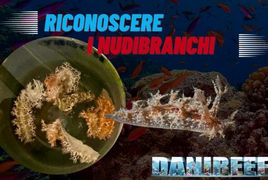 Nudibranchi Dendronotus: un pericolo costante per i nostri coralli! alternative nudibranchi
