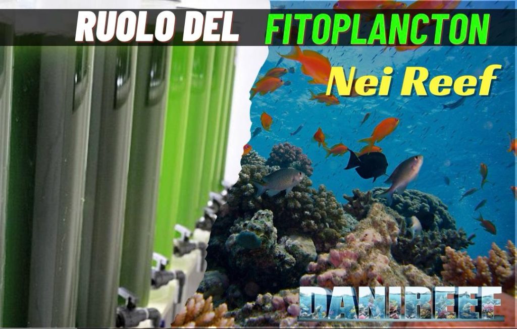 Il Ruolo Cruciale del Fitoplancton nelle Barriere Coralline