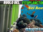 Il ruolo fondamentale del Fitoplancton nelle Barriere Coralline Il Ruolo Cruciale del Fitoplancton nelle Barriere Coralline