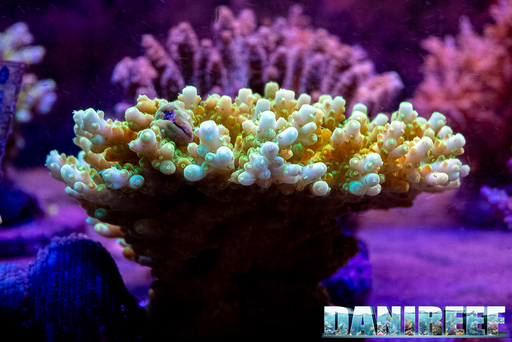 Acropora efflorescens nel negozio H2O Acquari Roma