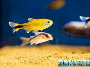 Pesci da banco in acquario dolce: come sceglierli e ospitarli al meglio