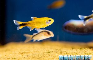 Pesci da banco in acquario dolce: come sceglierli e ospitarli al meglio