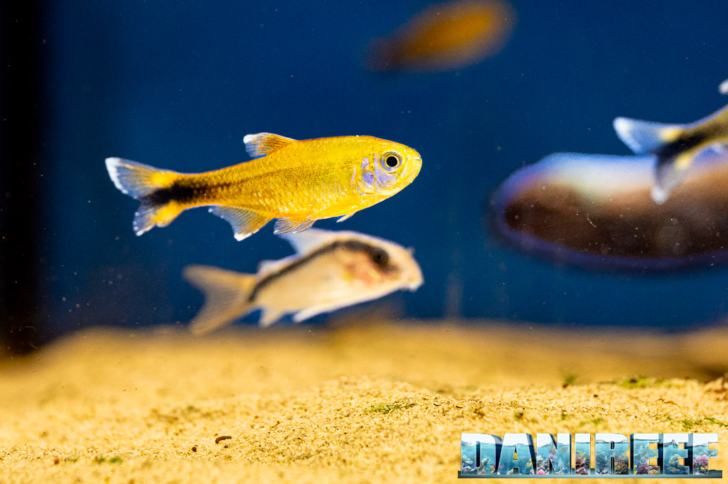 Pesci da banco in acquario dolce: come sceglierli e ospitarli al meglio