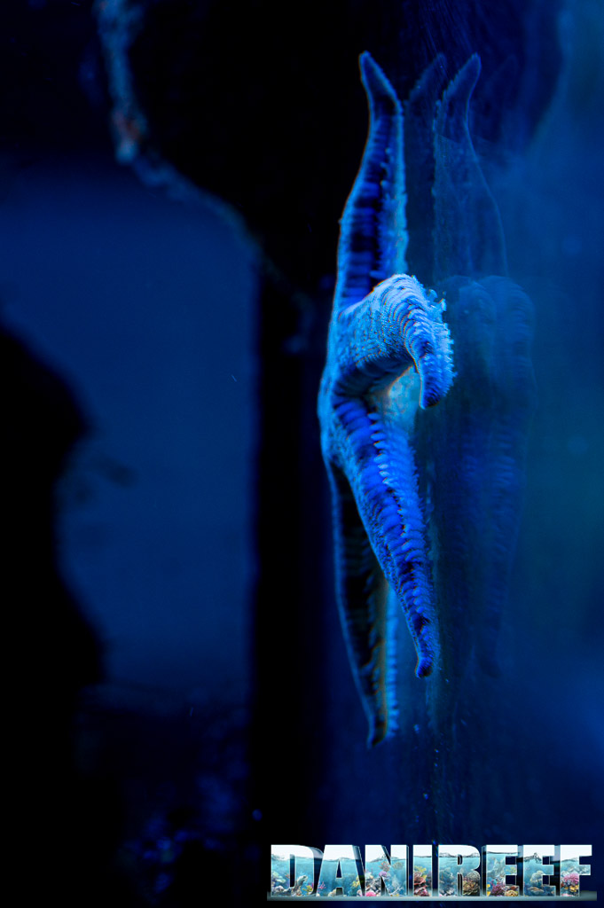 Archaster typicus