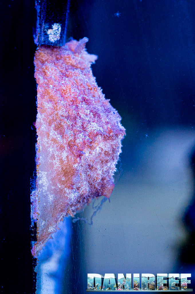 Dolabella auricolaria