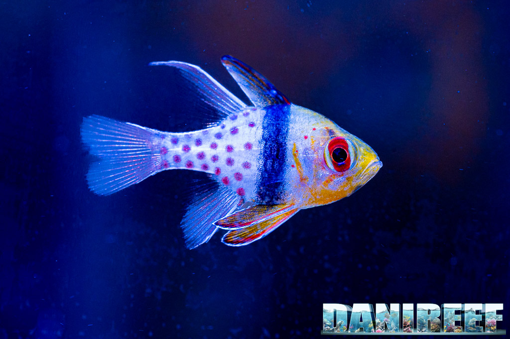 Spheramia nematoptera conosciuto anche come pesce pigiama presso H2O Acquari Roma