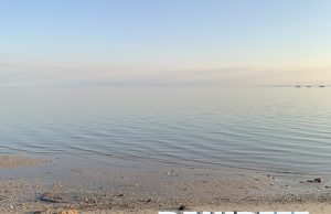 I delfini di Monkey Mia: una straordinaria esperienza in Shark Bay Australia