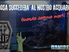 Cosa succederà al nostro acquario quando saremo morti? Cosa succederà al nostro acquario