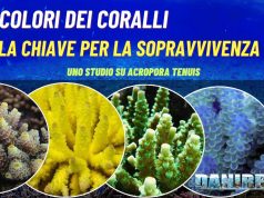 Colori dei Coralli: La Chiave per la Sopravvivenza Colori dei Coralli: La Chiave per la Sopravvivenza