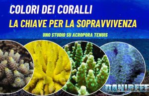 Colori dei Coralli: La Chiave per la Sopravvivenza Colori dei Coralli: La Chiave per la Sopravvivenza