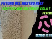 Il Futuro per gli acquari: I Benefici dei Batteri Non Solforati Viola IL futuro i batteri non solforati viola