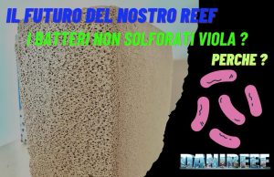 Il Futuro per gli acquari: I Benefici dei Batteri Non Solforati Viola IL futuro i batteri non solforati viola