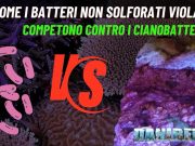 Approfondimento: batteri non solforati viola contro Cianobatteri Batteri non solforati viola e cianobatteri