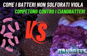 Approfondimento: batteri non solforati viola contro Cianobatteri Batteri non solforati viola e cianobatteri