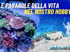 Quello che le parabole insegnano agli acquariofili (più di quanto pensi) Le parabole della vita valgono anche sull'acquario marino