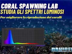 Nuova ricerca sulla riproduzione dei coralli con Coral Spawning Lab Coral Spawning LAB: ricerca sugli acquari marini
