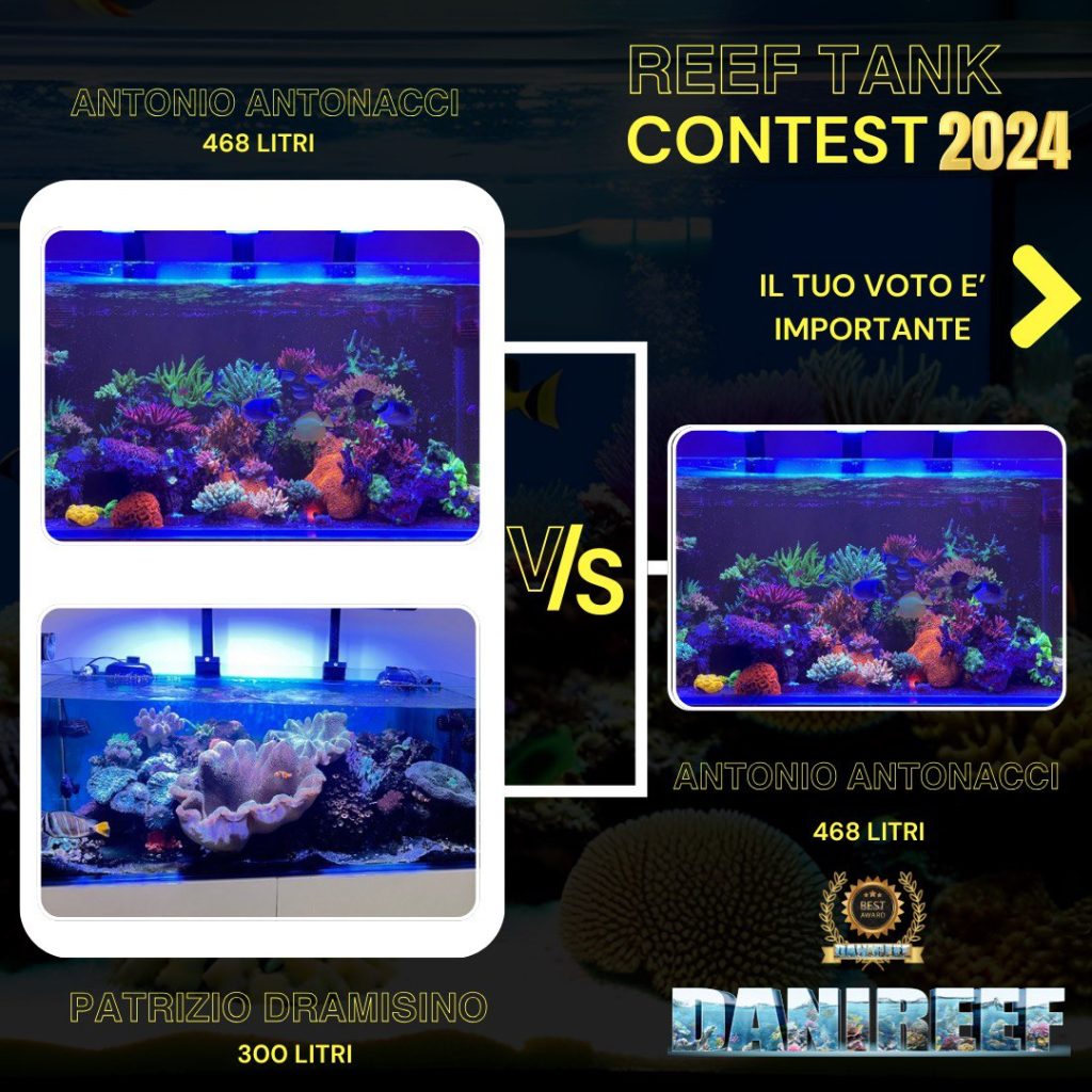 i risultati del contest fra Antonio.337reef e Patrizio Dramisino