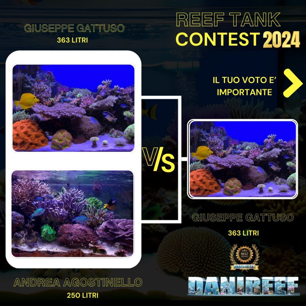 i risultati del contest fra Peppe Reef e AndyReefItalia