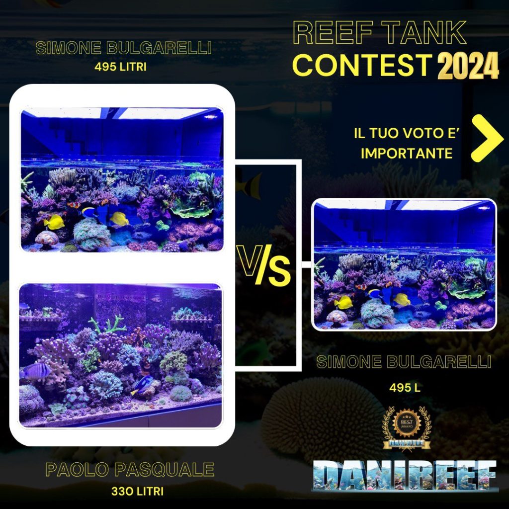 i risultati del contest fra SimoBulga15 e CoralStudioRoma