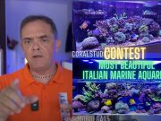 Contest Acquario Marino: risultati dei sedicesimi e prossimi incontri