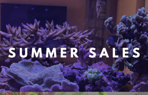 Daphbio: Sconti Estivi del 15% su tutto il catalogo